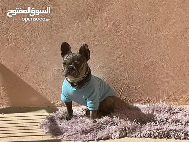 فرنش بول ذوغ للبيع تدريب كامل