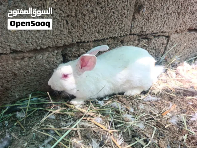 للبيع ارنب