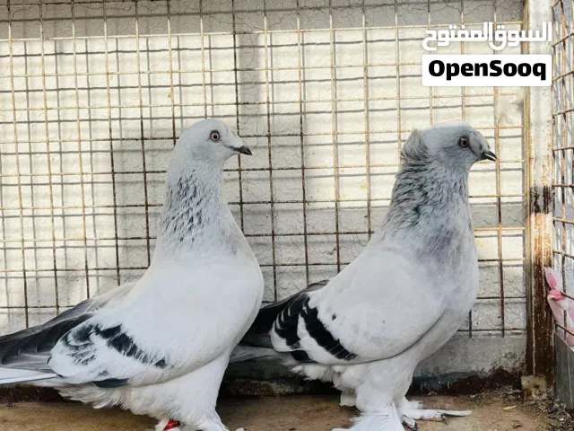 حمام تركي مستويات بيور