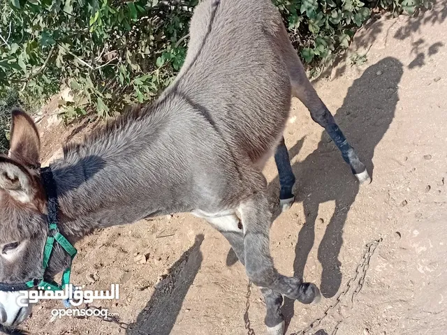 ثلاث حمير للبيع