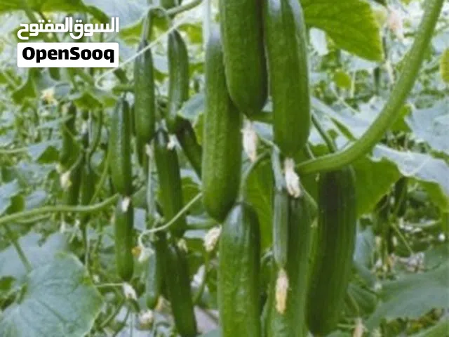 مطلوب شريك او مستثمر اقرأ الوصف