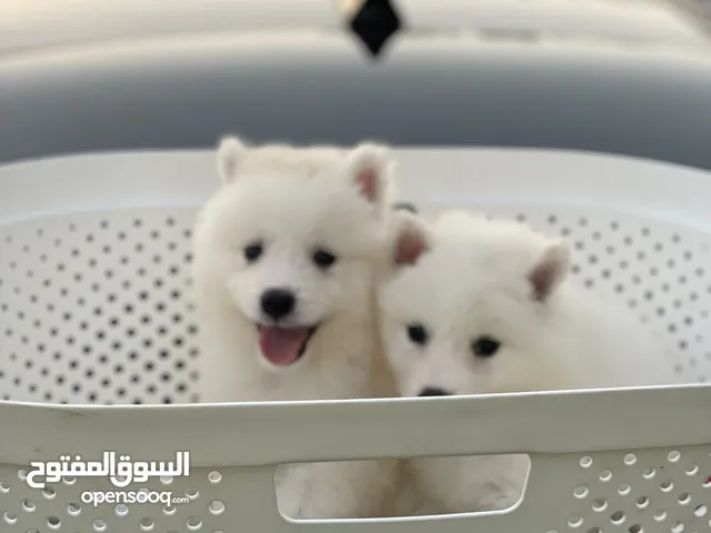 كلاب نوع سمويد جراوي عمر شهر puppy Samoyed