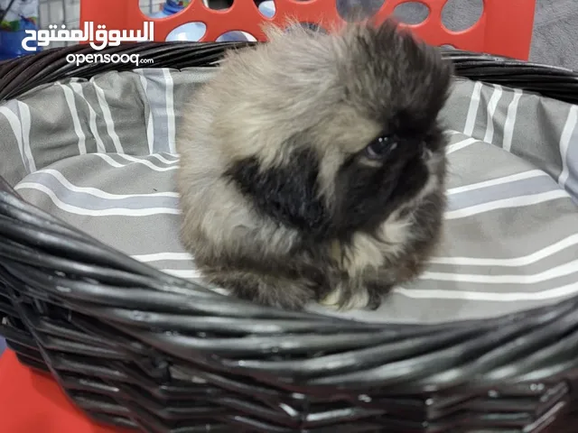 Adorable pure Pekingese puppies جراوي بكنيز بيور مستوى عالي