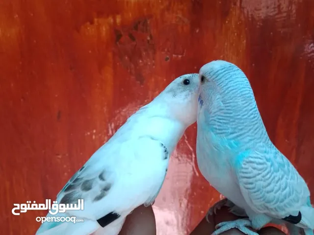 متاح جوز حب وحبه كوكتيل للبيع اقرا التفاصيل جيدا