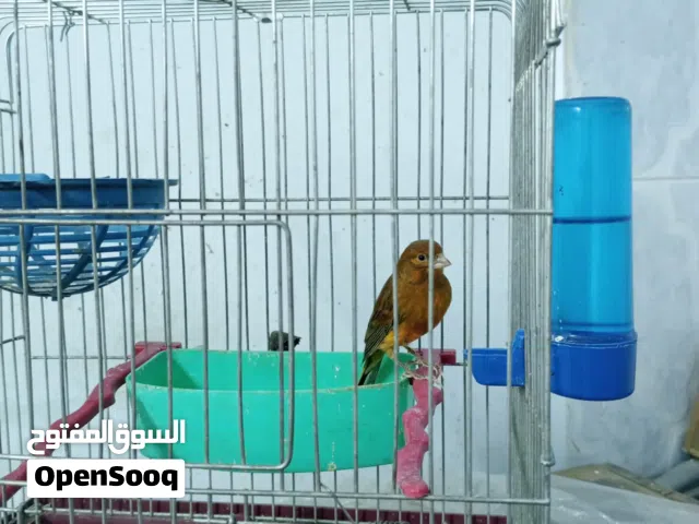 طيره شغاله  ام فراخ أنتجت عندي للبيع