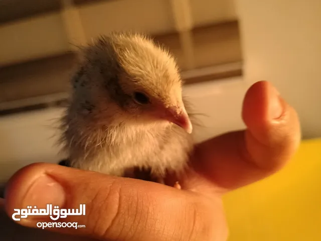 صوص فري او سمان