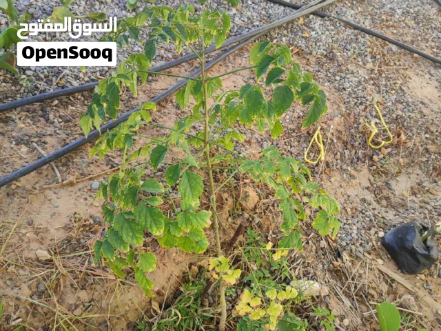 شتلات تين وليمون وباشن فروت