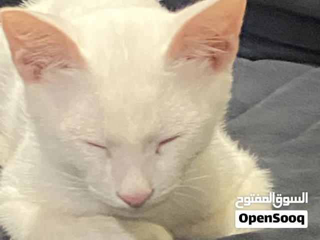 قط سيامي ابيض صغير