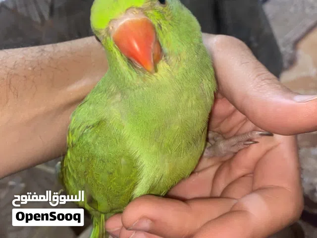 دره هندي تاكيل يدوي