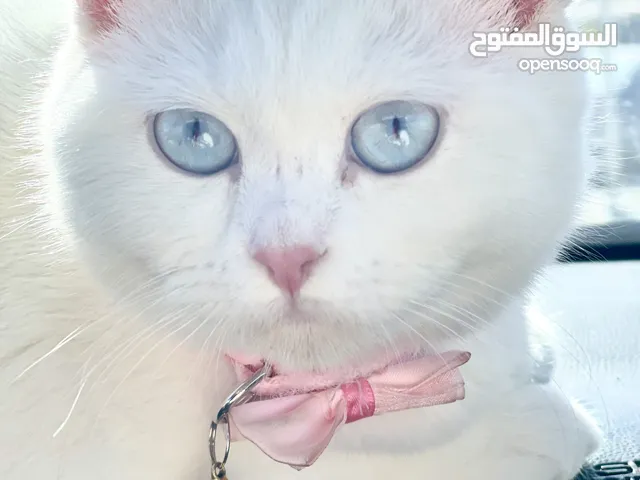 قطط انواع شيرازي وانجورا تركي بسعر طري