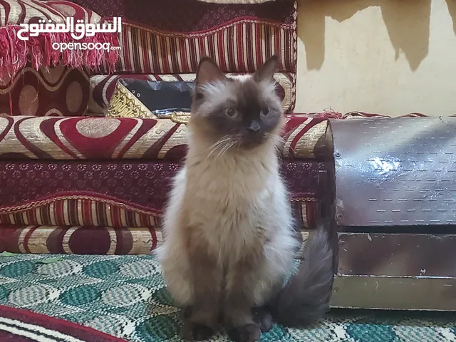 قطه هملايا اصل عررطه