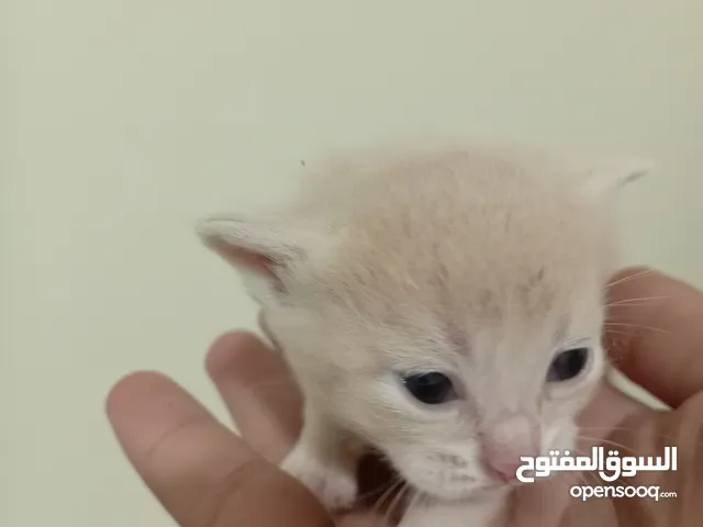 قطه كتنز كتن و بطه عدد 3 بطات و سلاحف بريه و قطة سيامي كبيره منتجه تربيه منزليه لقطه كوم هامستر