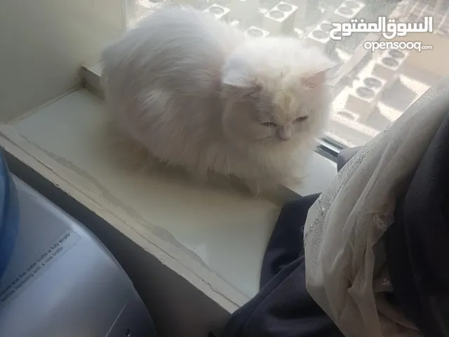 قط شيرازي تربيت منزل