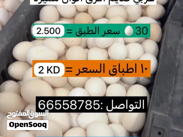 سو علان فسوق المفتوح  الرقم للتواصل