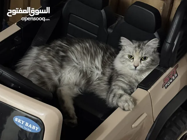 استمارة بيع قطه