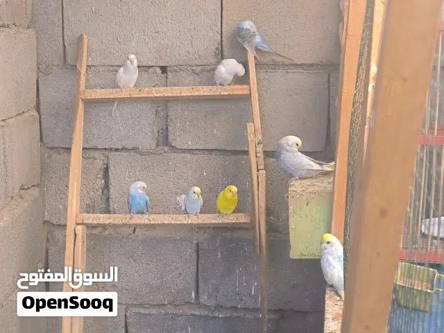 طيور حب 20 ريمبو وموف وعاديات كلهن للبيع