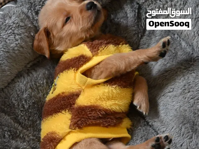 Pure golden retriever