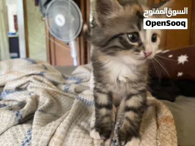 قطط للتبني