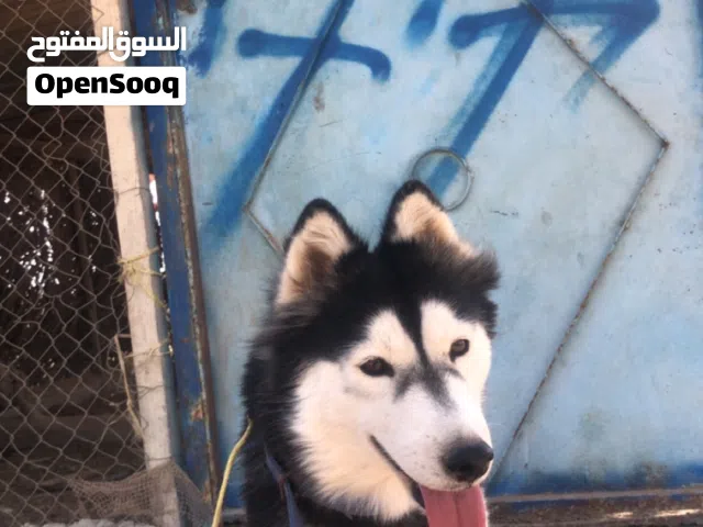 كلبه هاسكي للبيع