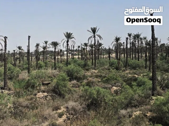 ارض زراعية طابو ملك صرف للبيع في منطقة النعيم القرنة