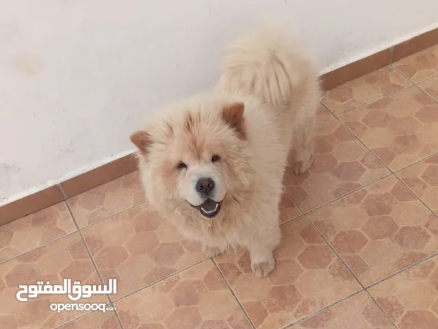كلب تشاو تشاو