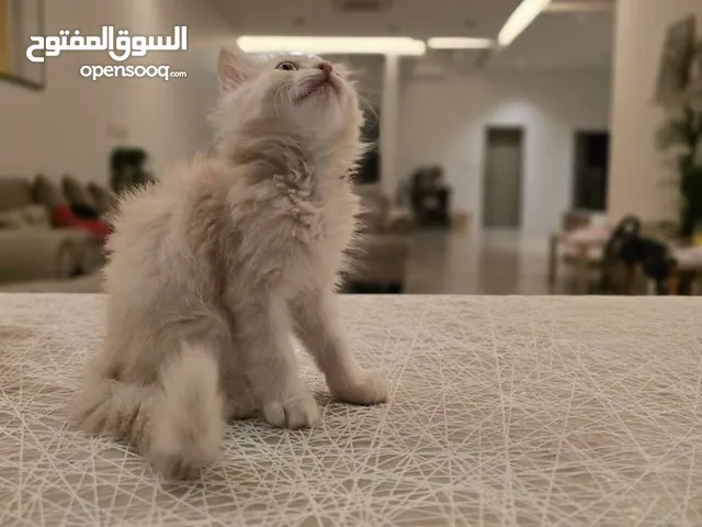 قطط زوج ذكر وانثى شيرازي العمر شهرين