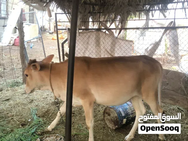عجله للبيع