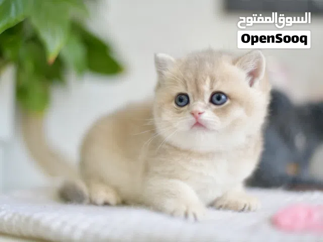 اعلى مستويات البريتش والسكوتش اعل   المستويات العالمية الجميله