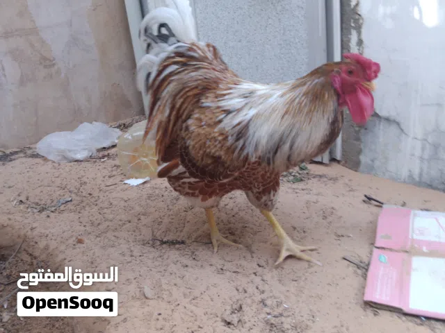 فروج ون دوت بركاني مواصفات الله يبارك غلظ والفله الله يبارك