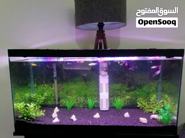 حوض سمك مع السمك