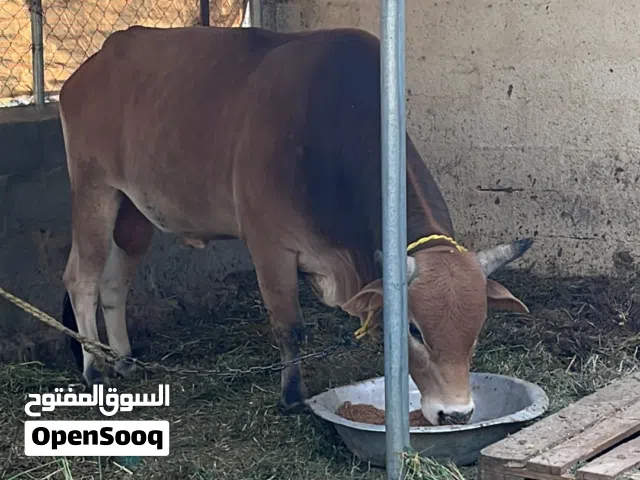 للبيع ثور الدار