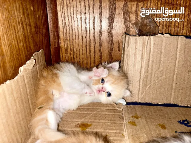 قط برشن بيور عسل الله أكبر عليه بيحب الطنطيت واللعب والجري