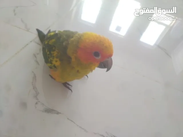 Sun conure for sale / صن كنيور