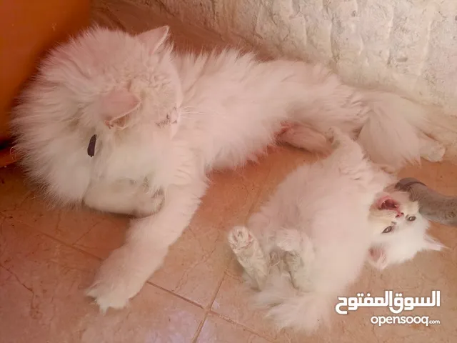 قطط للتبني