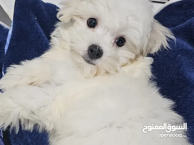 Pure Maltese Puppy 3 months  for adoption with its all  كلب مالتيز بيورequipment and food and cage