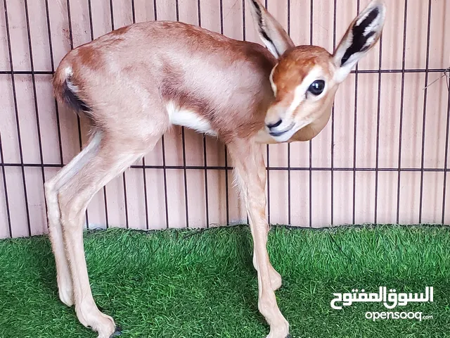 زوج غزلان الدماني عمر اسبوع