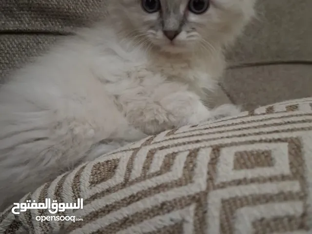 كتن شانشيلا مكس شيرازي لونج هير العمر شهرين جاهزين لبيتهم الجديد