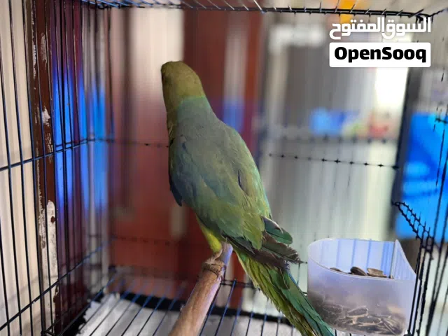 Indian Ringneck parrot