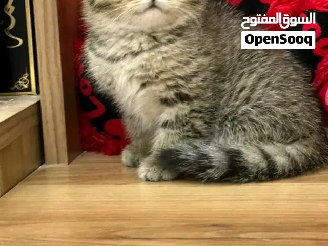 ذكر سكوتش فولد