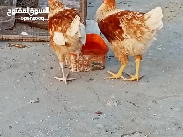 ديوك لوهمان للبيع