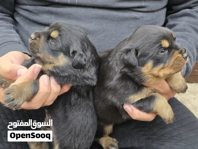 جراو روت وايلر جامبو حجم ضخم جمجمه الجراو هاسكي جنت