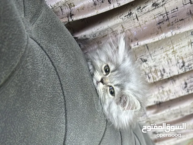 قطة انثى بيرشن للبيع