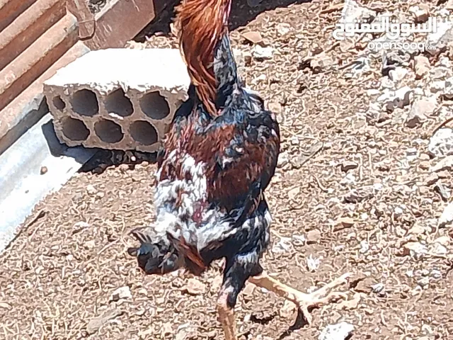 يوجد لدينا ديك باكستاني شغال