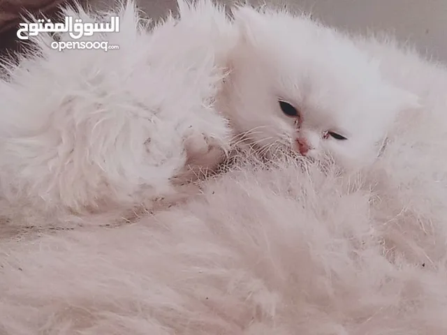 جاهزين لبيتهم الجديد سكوتش فولد العمر شهرين وعشر ايام متعودين ع دراي فود واللتر بوكس لعوبين حلوين لت