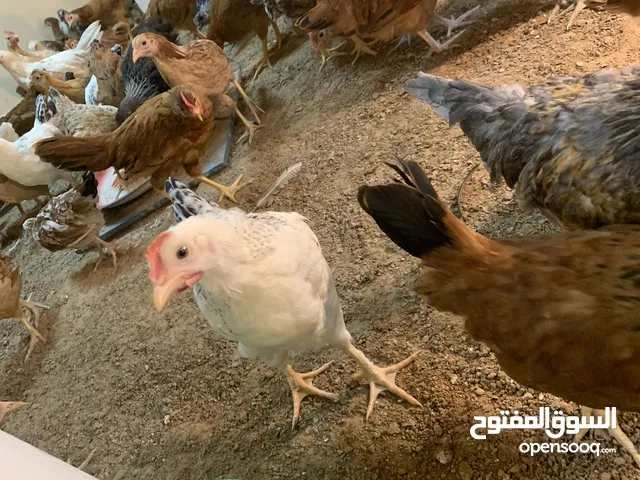 دواجن