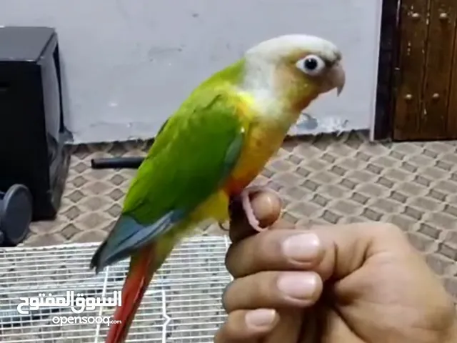 كنيور اليف جدا