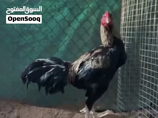 طير باكستاني بيور