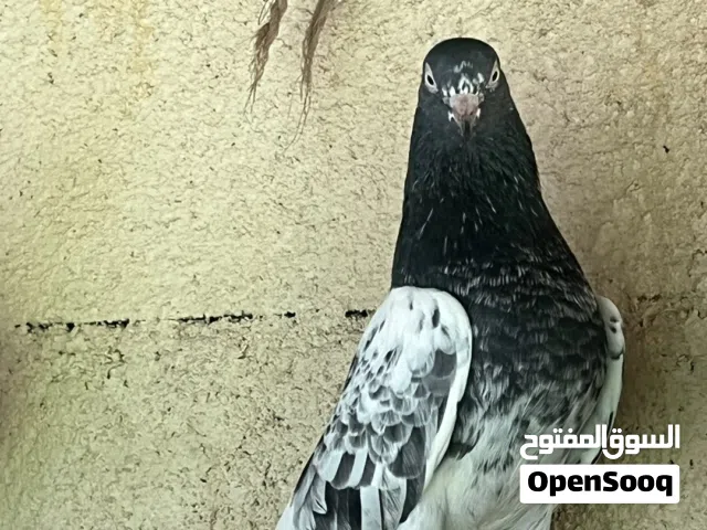للبيع حمام بكستاني تيدي128
