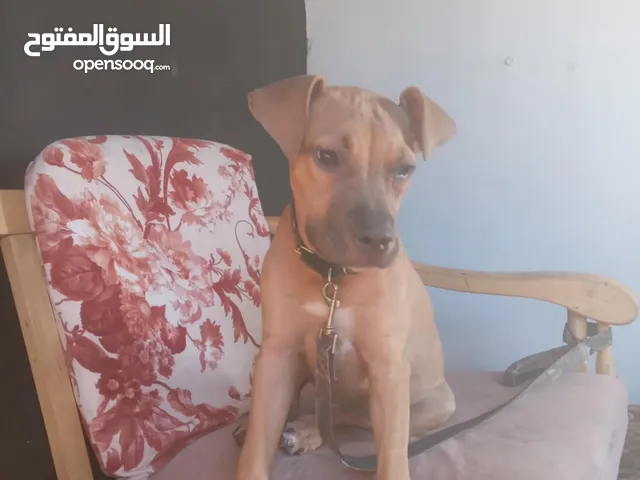 انثى بيتبول بيور عسلي بصحة ممتازة، مستوى عالي