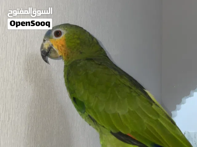 ببغاء امزون